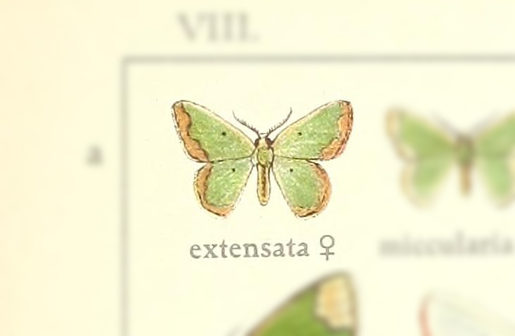 Oospila rufilimes