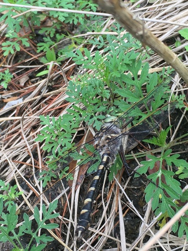 Florida Cruiser photo 5