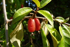 Elaeagnus triflora
