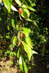 Elaeagnus triflora