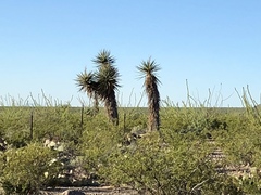 Yucca treculiana