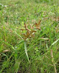 Cyperus sanguinolentus