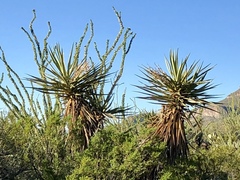 Yucca treculiana