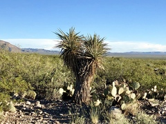 Yucca treculiana