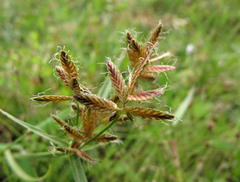 Cyperus sanguinolentus