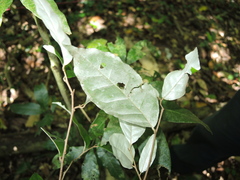 Elaeagnus triflora