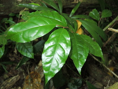 Elaeagnus triflora