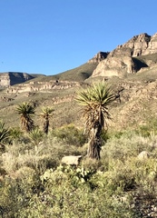Yucca treculiana