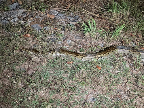 African Rock Python