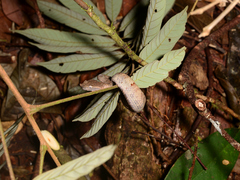 Craspedocephalus borneensis