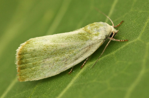 Cream-bordered Green Pea, photo 2 of 10