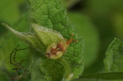 Lophoscutus