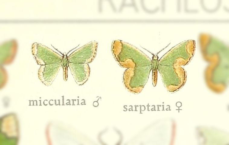 Oospila miccularia