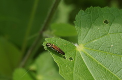 Agrilus latifrons