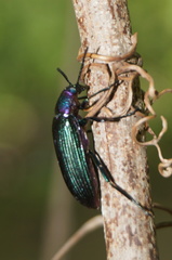 Strongylium auratum