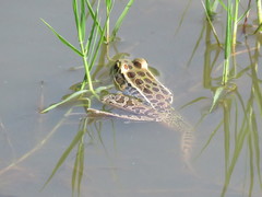 Lithobates forreri