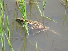 Lithobates forreri