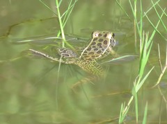 Lithobates forreri