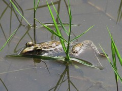 Lithobates forreri