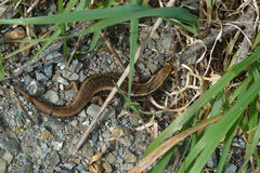 Oligosoma kokowai