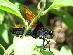 Protomydas rubidapex