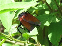 Protomydas rubidapex