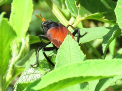 Protomydas rubidapex