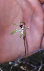 Caladenia atradenia