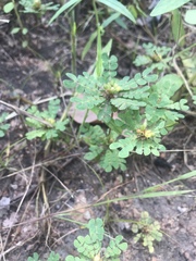 Biophytum umbraculum