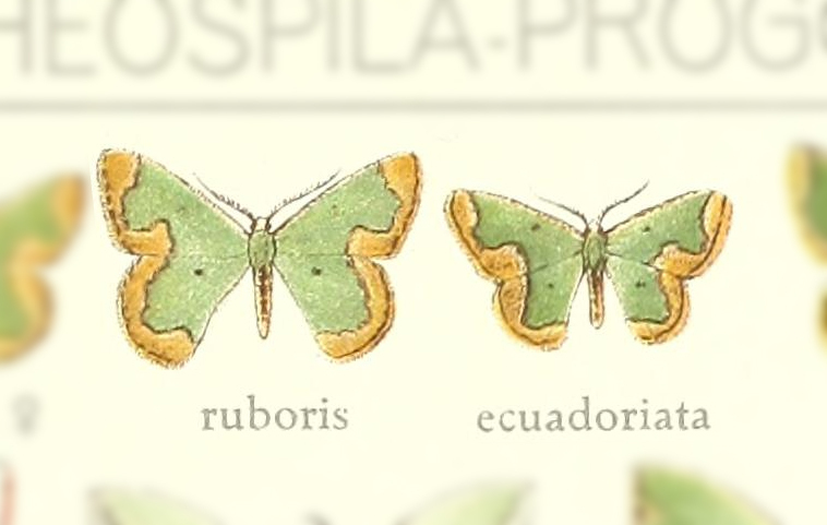 Oospila ecuadorata
