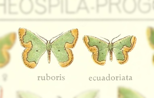 Oospila ecuadorata