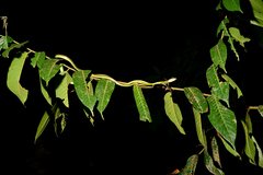 Dendrelaphis formosus