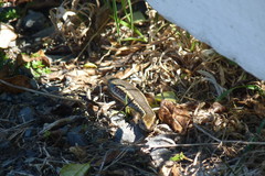 Oligosoma kokowai