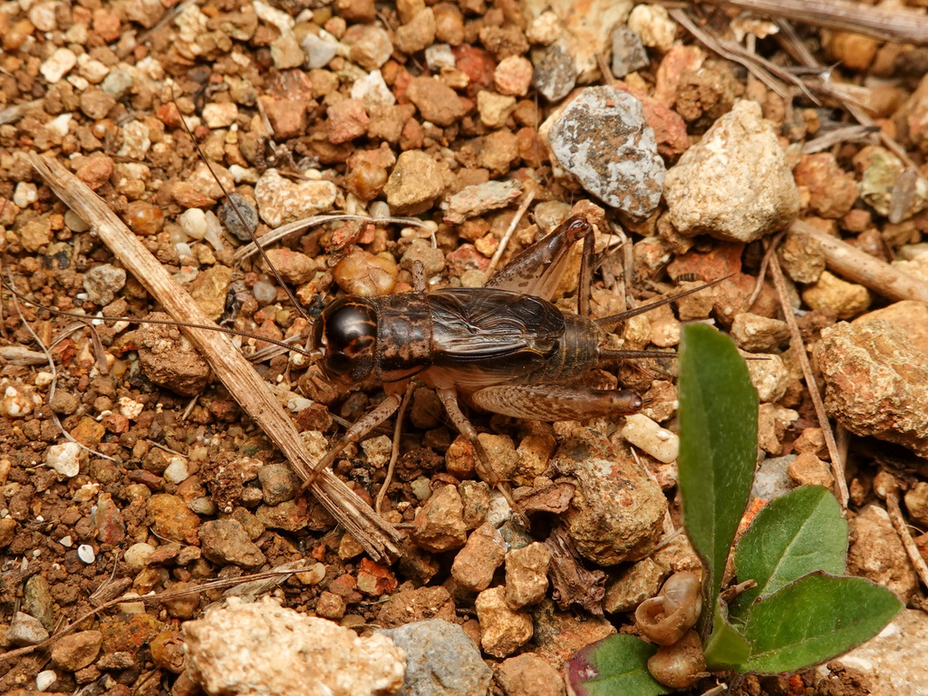 Velarifictorus ornatus