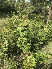 Cochlospermum planchonii