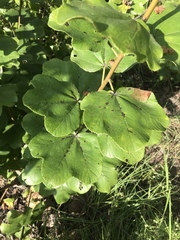 Cochlospermum planchonii