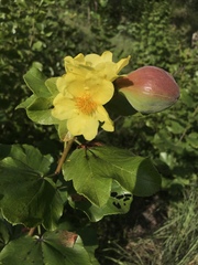 Cochlospermum planchonii