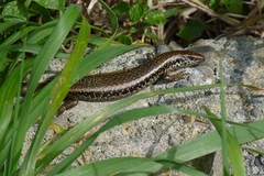 Oligosoma kokowai