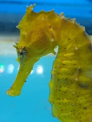 Hippocampus barbouri