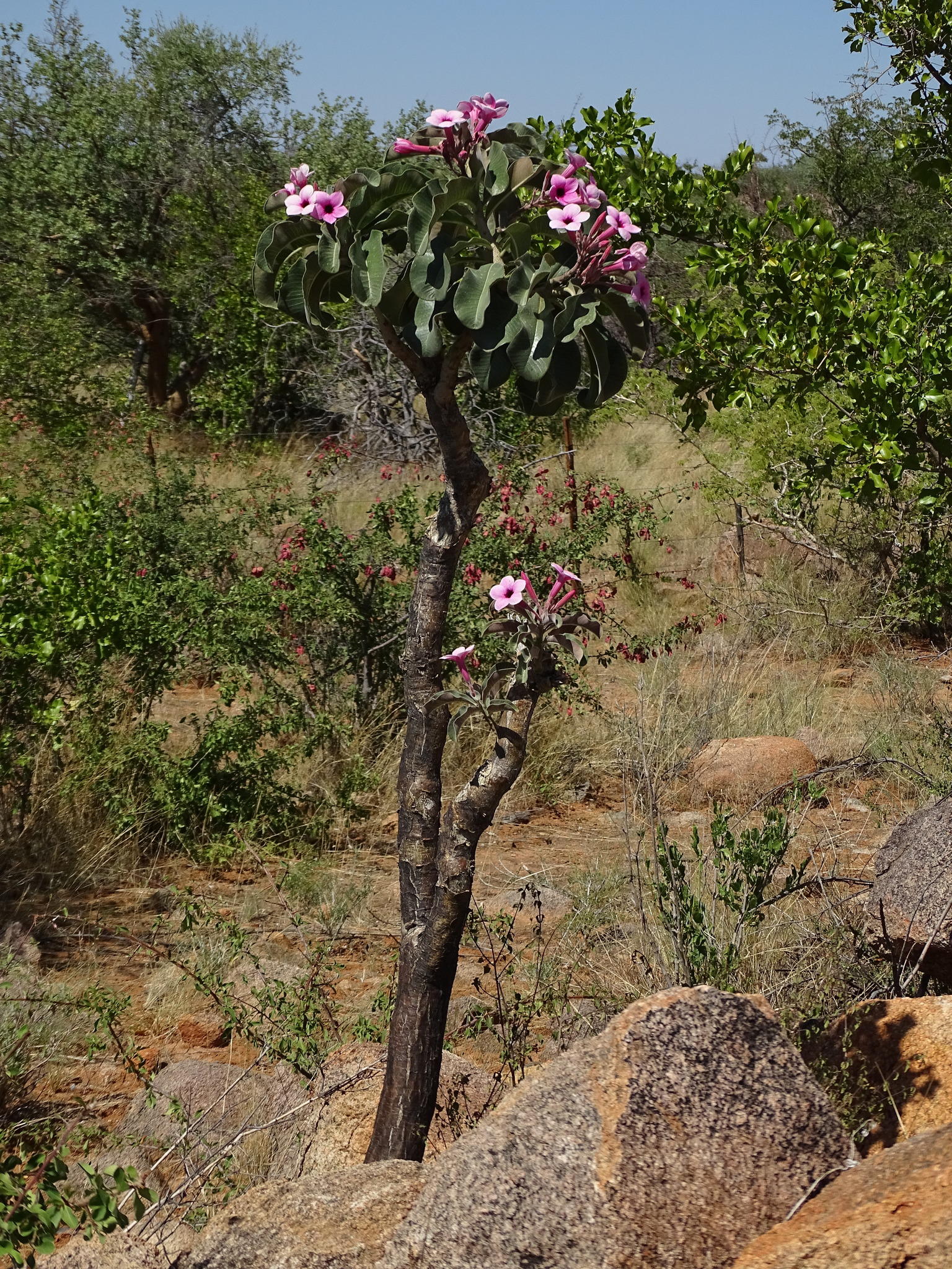 Imagem de Rosa do deserto