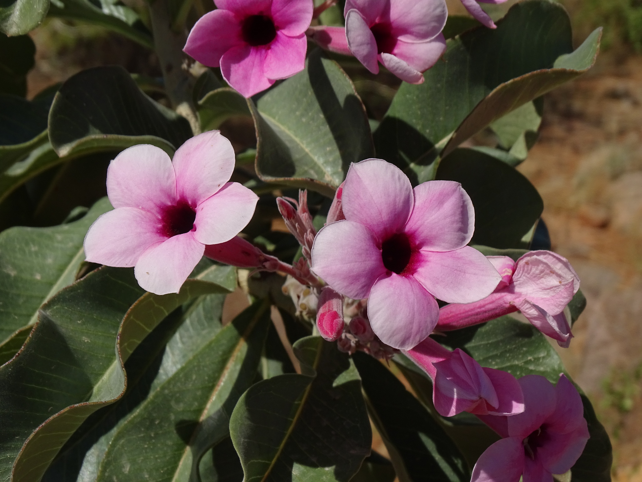 Imagem de Rosa do deserto