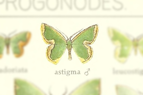 Oospila astigma