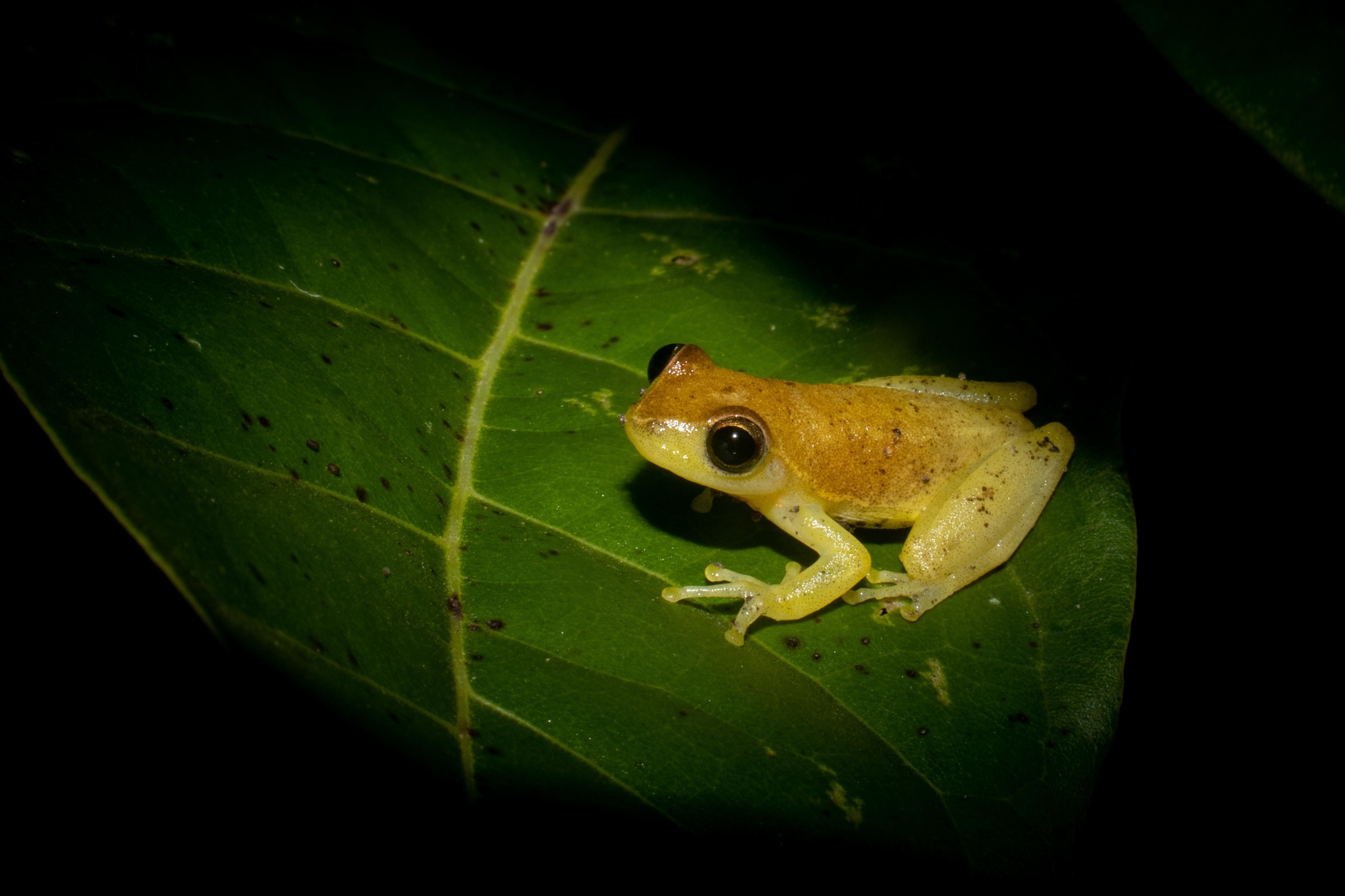 Dwarf Mexican Tree Frog (Tlalocohyla smithii) · iNaturalist