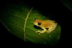 Dwarf Mexican Treefrog photo 2
