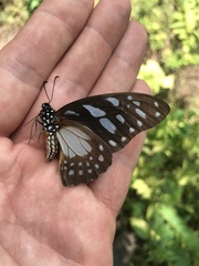 Graphium leonidas leonidas