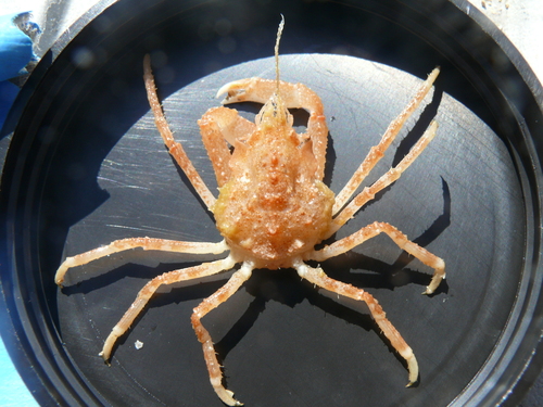 Arctic lyre crab