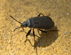 Pyrrhocoris marginatus