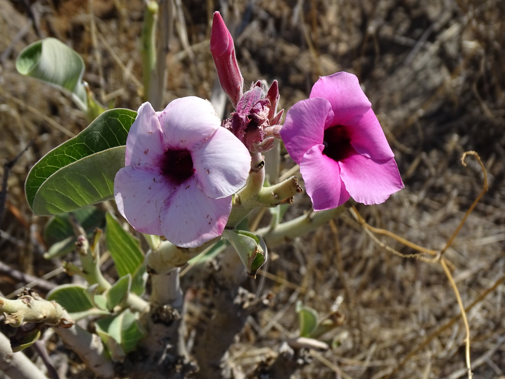 Imagem de Rosa do deserto