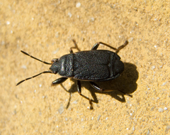 Pyrrhocoris marginatus