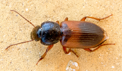 Gynandromorphus etruscus